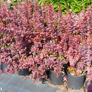 berberis atropurpurea