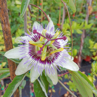 passiflora caerulea