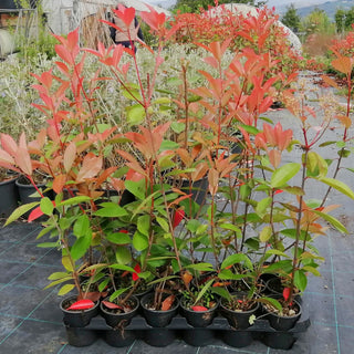 Photinia red robin