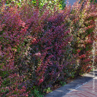 Berberis atropurpurea
