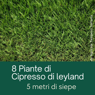 Cipresso di leyland, 8 piante alte 60/80 cm, 5 - 7 metri di siepe