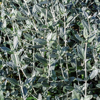 Teucrium fruticans