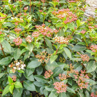 viburnum tinus