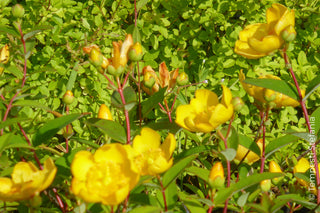 arbusti a fiori gialli