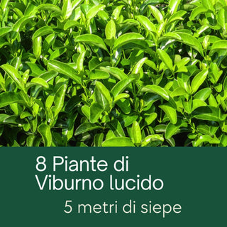 8 Piante di Viburno lucido