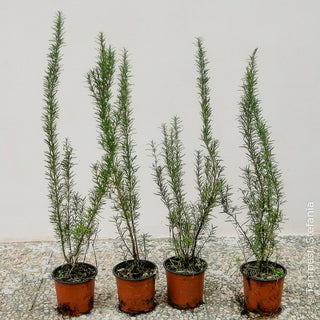 rosmarino officinale