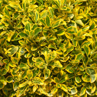 Euonymus variegato