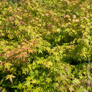 acer palmatum