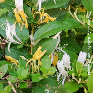Caprifoglio (Lonicera Japonica)