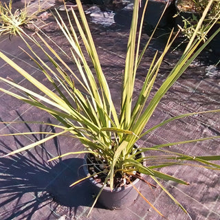 Cordyline australis