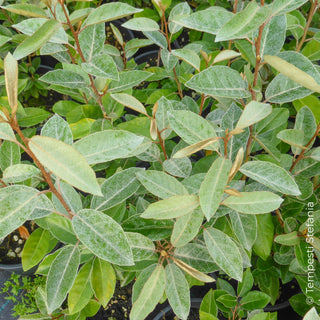 eleagnus ebbingei