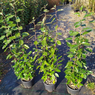 piante di eleagnus ebbingei