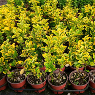 Euonymus variegato