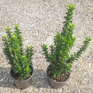 Euonymus benkomasaki