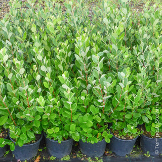 Feijoa sellowana