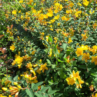 Hypericum hidcote