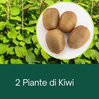 Kiwi (Actinidia)