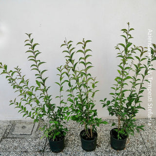 Ligustro japonicum