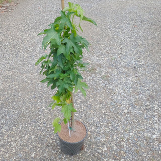 Liquidambar styraciflua