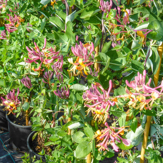 Lonicera goldflame