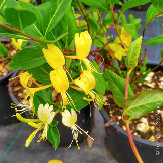 Lonicera halliana