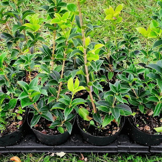 Osmanthus aquifolium
