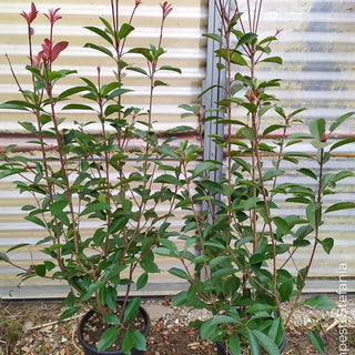 Photinia red robin