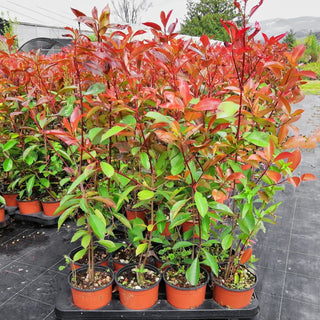 Photinia red robin