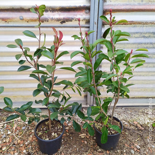 photinia red robin