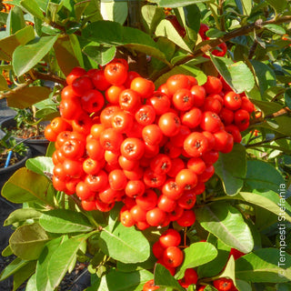 piracanta rosso