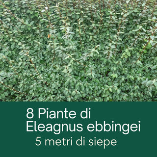 Eleagnus ebbingei, 8 piante alte 50-70 cm, 5 metri di siepe