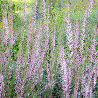 Tamerice in fiore