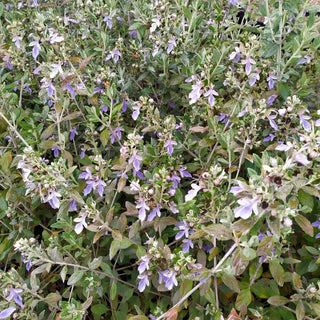 Teucrium fruticans